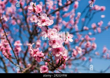 Mandelblüten aus nächster Nähe, Pfalz-Mandelpfad, Deutsche Weinstraße, Südwestpfalz, Rheinland-Pfalz, Deutschland, Europa Stockfoto
