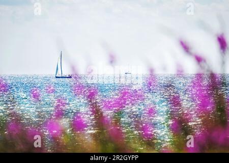 2 Segelboote auf der Ostsee vor violetten Strandblumen, Ostsee, Klostersee Stockfoto
