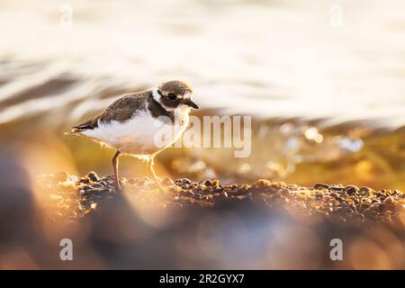 Ringpfeifer am Ufer der Ostsee, Ostholstein, Schleswig-Holstein, Deutschland Stockfoto