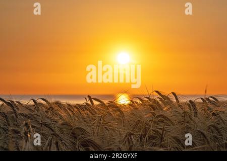 Gerstenfeld im Abendlicht an der Ostsee, Ostholstein, Schleswig-Holstein Stockfoto