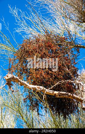 Blaue Palo-Verde-Frucht (Parkinsonia florida). Die Wildblumen im Frühling blühen in der Wüste, der Joshua Tree National Park, Kalifornien, USA, an einem wunderschönen Frühling Stockfoto