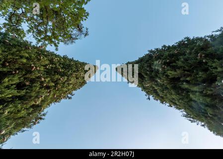 Zwei Zypressen greifen nach oben, Sasso d'Ombrone, Toskana, Italien Stockfoto