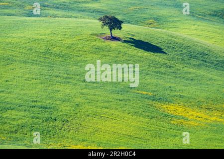 Maulbeerbaum (Morus) auf einem Feld mit blühendem Gelbbesen (Genista tinctoria), Toskana, Italien, Europa Stockfoto