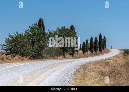 Unbefestigte Straße mit Zypressen, Provinz Siena, Toskana, Italien Stockfoto