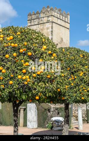 Alcazar de los Reyes Cristianos, eine Festung in Cordoba, Andalusien, Spanien, mit Blick von den Gärten, mit Orangenbäumen im Vordergrund Stockfoto