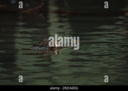 Nahaufnahme eines Spectacled Caiman in Costa Rica Stockfoto