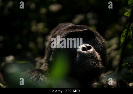 Ein Gorilla im Nebelwald Stockfoto