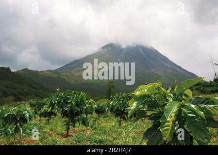 Volcan Arenal dominiert die Landschaft während des Sonnenuntergangs, aus der Sicht von Monteverde Stockfoto