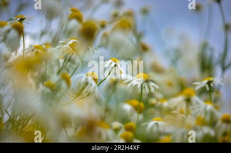 Gänseblümchen im Sonnenlicht, Bayern, Deutschland, Europa Stockfoto
