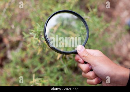 Die Hand eines Kindes hält eine Lupe, um eine Pflanze aus nächster Nähe zu beobachten und die Wunder der Natur aus nächster Nähe zu erleben. Stockfoto