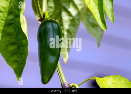 Ein Blick aus der Nähe auf ein einzelnes Jalapeno-Gemüse, das auf einer Pflanze in Missouri wächst. Bokeh. Stockfoto