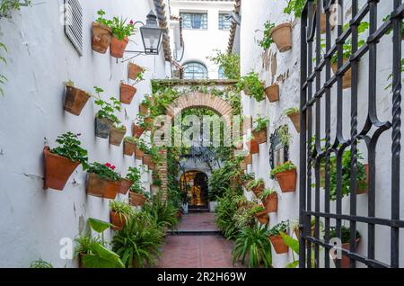 Typisch andalusische Terrasse voller Töpfe in Cordoba, Spanien Stockfoto