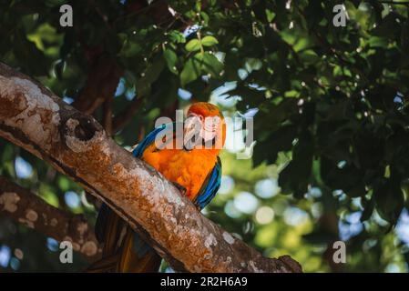 Roter Papagei in grüner Vegetation. Scharlach Macaw, Ara macao, in dunkelgrünem tropischem Wald Stockfoto