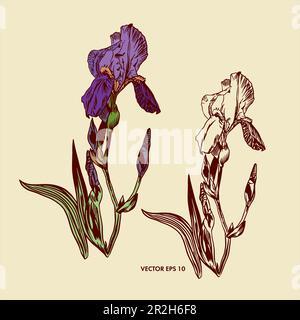 Vector Purple Irisblende mit Blättern, Irissilhouette. Grafische Darstellung als Designelement für Grußkarten, Banner, Flyer, Hochzeitseinladungen, CO Stock Vektor