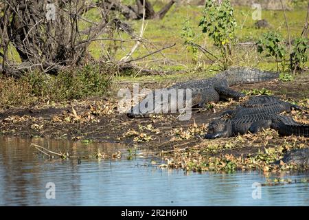 Amerikanische Alligatoren genießen die Hitze der Sonne am Ufer des Sees in Florida. Stockfoto