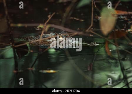 Nahaufnahme eines Spectacled Caiman in Costa Rica Stockfoto