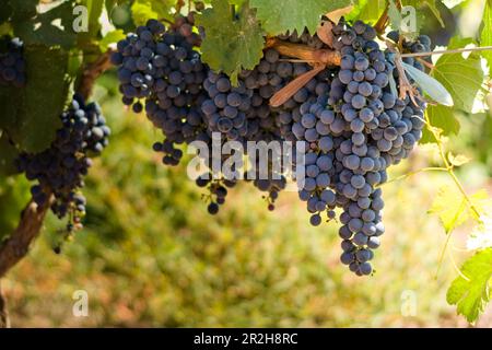 Ein Haufen reifer Malbec-Trauben auf der Pflanze, auf einem Weinberg in Mendoza, Argentinien. Stockfoto