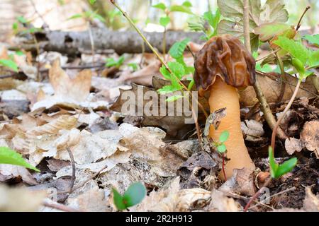 Verpa Conica oder Thimble Morel, oder Bell Morel Pilz, nach neueren Forschungen, enthalten sogar thermisch verarbeitete das kumulative Gift Gyromitri Stockfoto