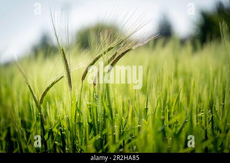 Ackerland, grüner Weizenanbau im Frühjahr Stockfoto