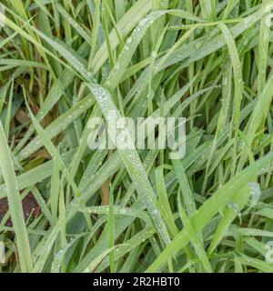 Leichte Regentropfen, die nach leichtem Duschen auf langem Gras zurückbleiben (möglicherweise auch als Tautropfen verwenden). Stockfoto