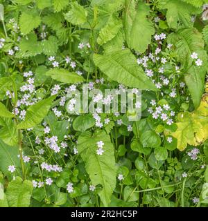 Blumen und Blätter von Pink Purslane / Montia sibirica - Blätter davon sind essbar als Futterfutter. Mag feuchten Boden. Hier mit Unkraut. Stockfoto