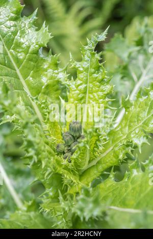 Vermutlich Prickly Sau-Distel/Sonchus, der in britischer Hecke wächst. Ein Mitglied der Dandelion-Familie hat gelbe Blumensträuße. Stockfoto