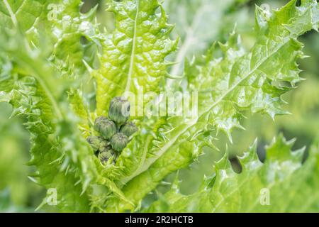 Vermutlich Prickly Sau-Distel/Sonchus, der in britischer Hecke wächst. Ein Mitglied der Dandelion-Familie hat gelbe Blumensträuße. Stockfoto