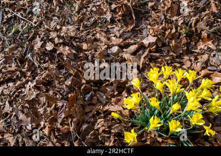 Die trockenen, kaltbraunen Blätter sind durch hübsche gelbe Jonquils gesprungen, was darauf hinweist, dass der Frühling in Missouri eingetroffen ist. Bokeh. Stockfoto