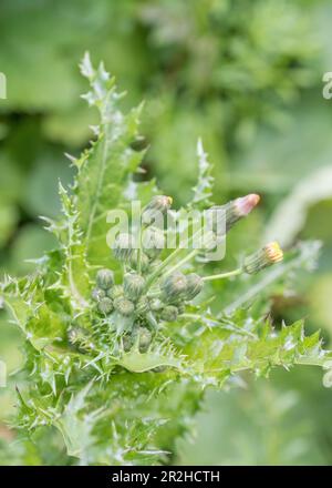 Vermutlich Prickly Sau-Distel/Sonchus, der in britischer Hecke wächst. Ein Mitglied der Dandelion-Familie hat gelbe Blumensträuße. Stockfoto