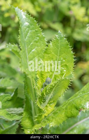 Vermutlich Prickly Sau-Distel/Sonchus, der in britischer Hecke wächst. Ein Mitglied der Dandelion-Familie hat gelbe Blumensträuße. Stockfoto