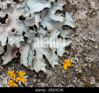 Gehämmerte Lichen-Schilde-Nahaufnahme in natürlicher Umgebung Stockfoto