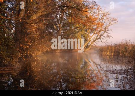 Herbstmorgen am Ach, Uffing am Staffelsee, Oberbayern, Bayern, Deutschland Stockfoto