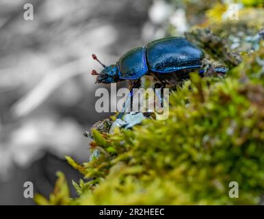 Kleiner Seitenwinkel, ein blauer metallischer, schillernder Dungkäfer Stockfoto