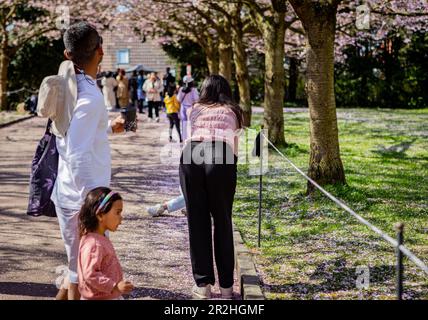 Besucher der Kirschbaumblüte auf dem Bispegjerg Friedhof in Kopenhagen, Dänemark Stockfoto