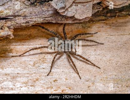 Nahaufnahme einer gefleckten Wolfsspinne in Holzatmosphäre Stockfoto