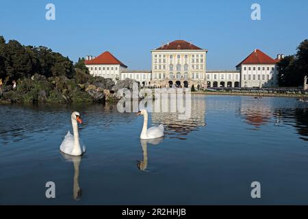 Schwäne und Reiher auf dem Großen Parterre im Schlosspark Nymphenburg, Nymphenburg, München, Oberbayern, Bayern, Deutschland Stockfoto