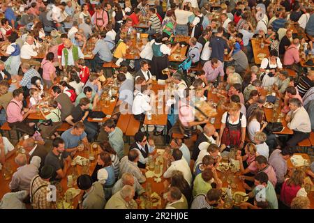 Augustiner Festhalle, Oktoberfest, München, Oberbayern, Bayern, Deutschland Stockfoto