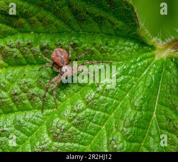 Ein Schuss von einer Krabbenspinne auf ein grünes Nesselblatt Stockfoto