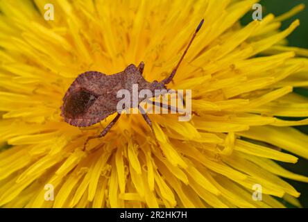 Makroaufnahme eines Käfers, der auf einem gelben Blumenkopf ruht Stockfoto