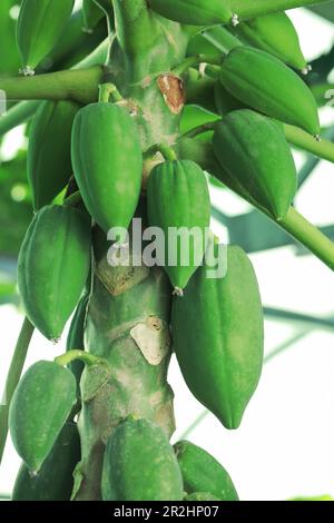 Unreife Papaya-Früchte wachsen auf Bäumen im Freien, Nahaufnahme Stockfoto