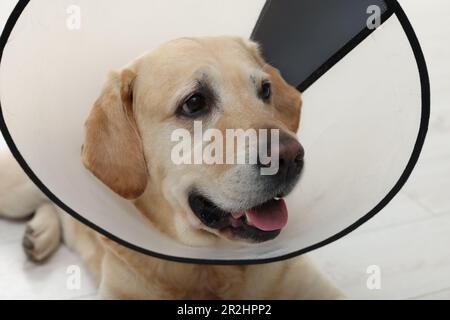Traurige Labrador-Retriever mit schützendem Kragen im Innenbereich, Nahaufnahme Stockfoto