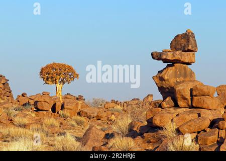 Namibia; Zentral-Namibia; Karas-Region; Kalahari; Giants'39; Spielplatz; bizarre Felsformationen aus verwitterten Basaltblöcken; im Hintergrund Köcherbaum Stockfoto