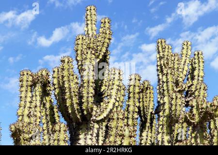 Namibia; Karas Region; Südnamibia; Fish River Canyon; Canyon Nature Park West; Euphorbien Stockfoto