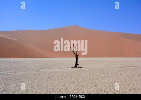 Namibia; Hardap-Region; Zentrales Namibia; Namib-Wüste; Namib-Naukluft-Park; Sosuvlei, Salzpfanne, toter Baum in Deadvlei Stockfoto