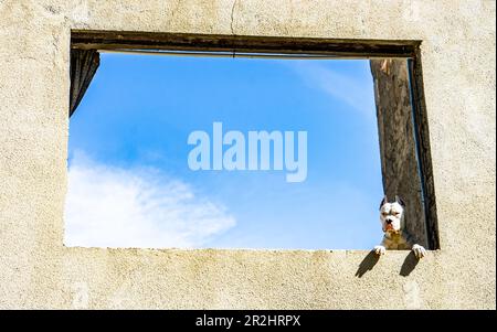 Weißer Hund im Fenster auf blauem Himmelshintergrund Stockfoto