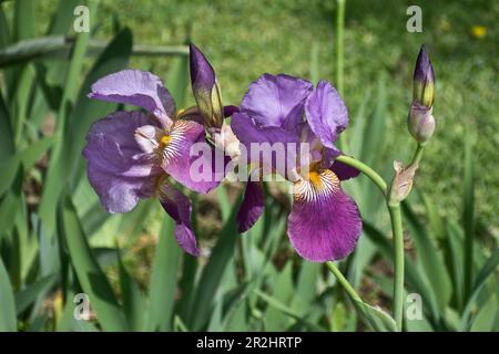 Im Frühling blühen wunderschöne lila Irisblüten Stockfoto