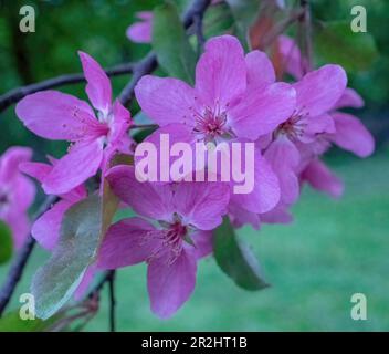 In Taylors Falls, Minnesota, USA, blüht an einem Frühlingsmorgen auf einem Ast rosa Krabben in voller Blüte. Stockfoto