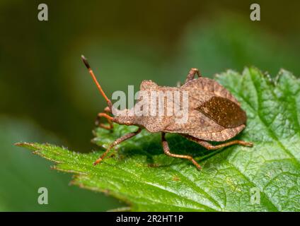 Makroaufnahme eines Käfers, der auf einem grünen Blatt im natürlichen Rücken ruht Stockfoto