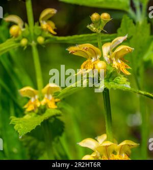 Detailaufnahme von blühenden gelben Erzengelblumen in sonniger Atmosphäre im Frühling Stockfoto