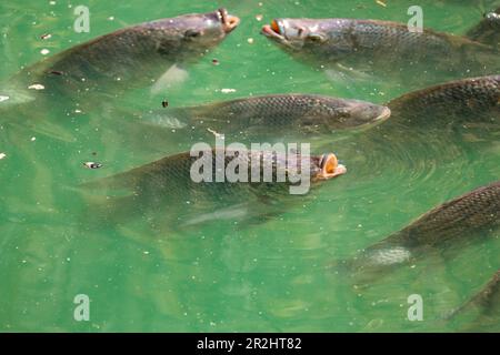 Sonnenfische oder Lepomis in der Nähe eines Sees auf der Uferranch in Arizona. Stockfoto